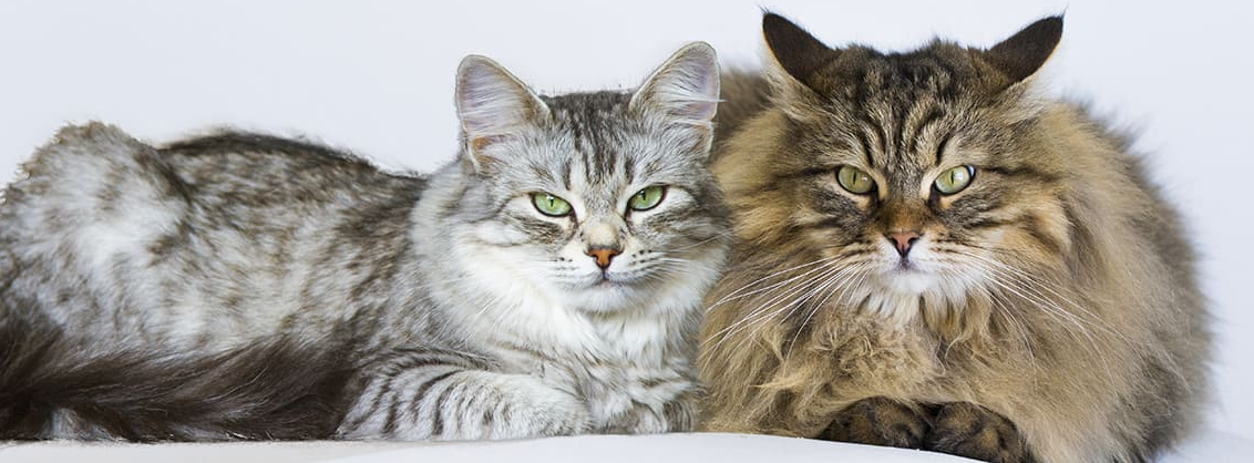 Самцы и самки представителей кошачьих переживают сложные ситуации по-разному» – к такому мнению пришли ученые, проанализировав поведение животных в условиях домашнего содержания. По данным исследований, кошки более стабильны и мало восприимчивы к стрессу. В то время как коты склонны к пессимизму и более глубоким переживаниям. Рассказываем о биологических различиях, продиктованных гендером, и как выбрать кота или кошку, учитывая характер будущего владельца и условия содержания.