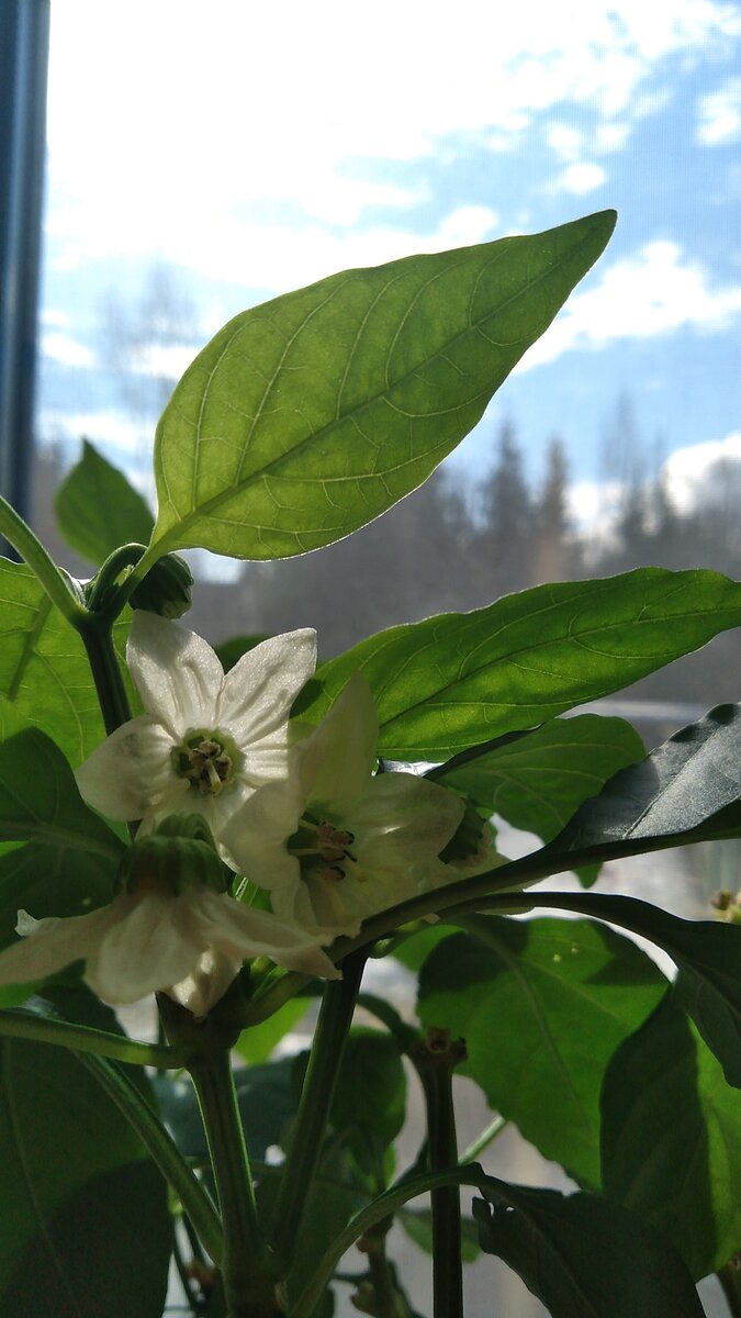 Перец, пересаженный с грядки в прошлом году. Листайте вправо.