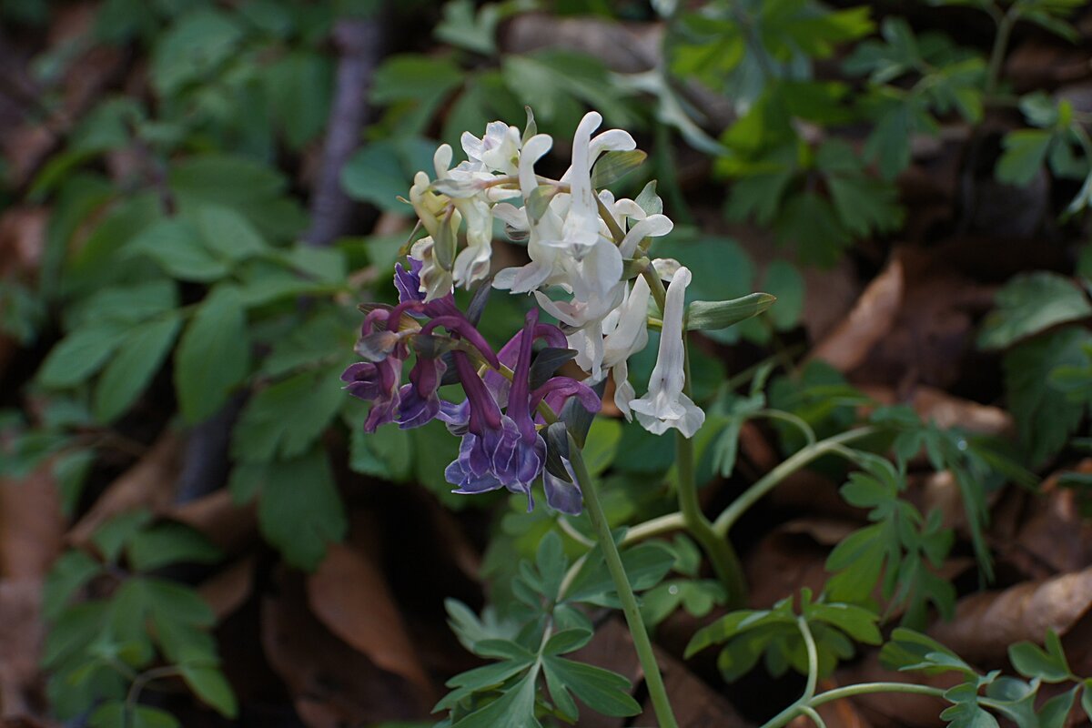 Хохлатка (Corydalis)