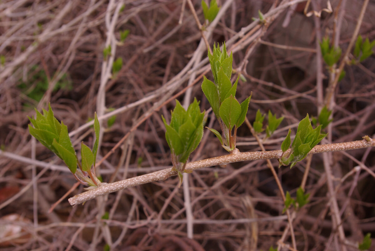 На актинидии почки распустились. Ростки по 5-10 см.