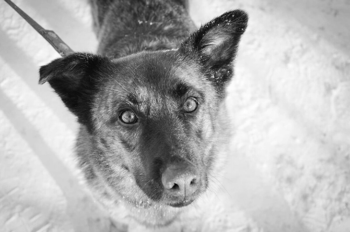 Тигра ушла на радугу