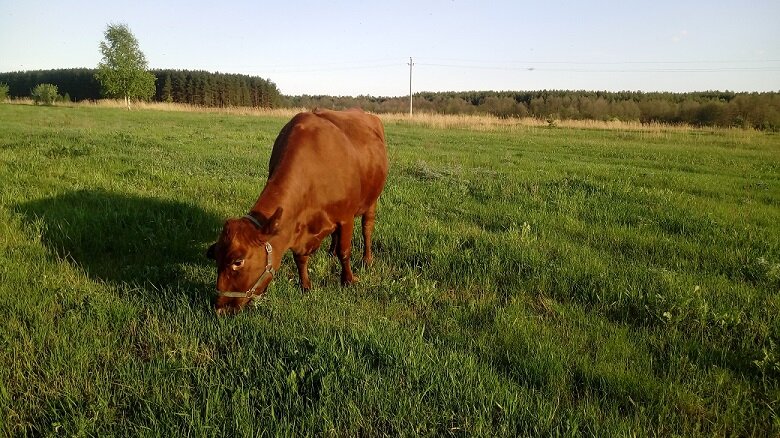 Карамелька. Ну красотка же!))