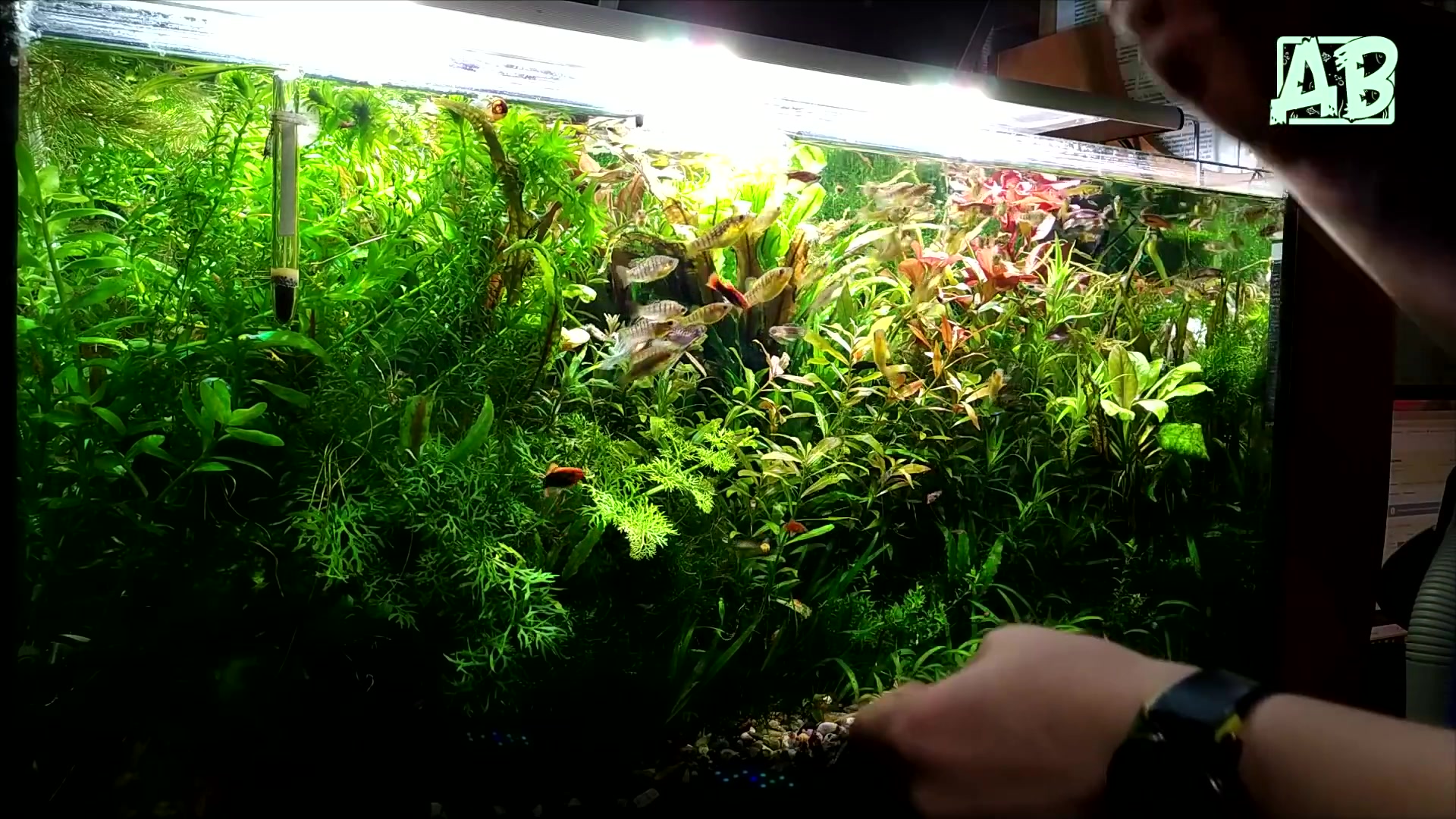 Удобрения для аквариумных растений: какие лучше, как сделать своими руками