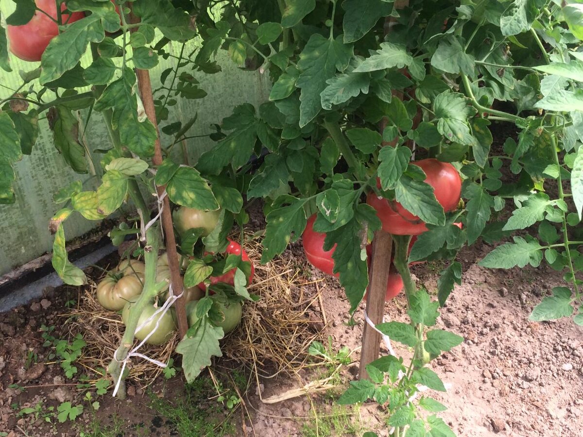 Помидоры. Фото автора