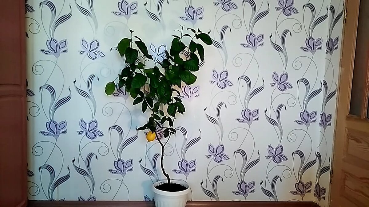 лимонное дерево спустя 9 лет