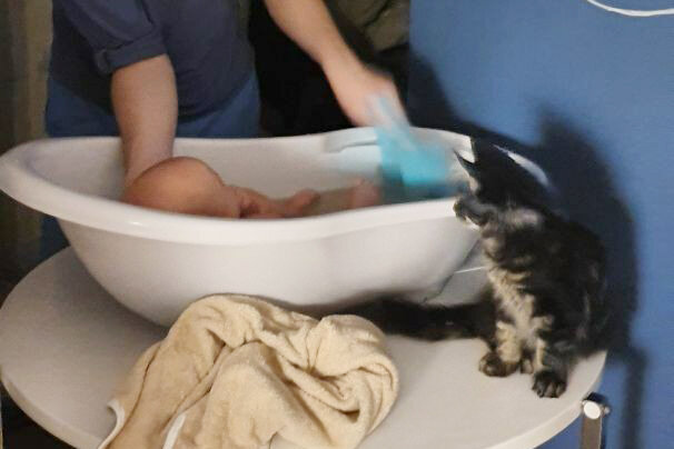 Наш Спайс и малыш. Наблюдает.