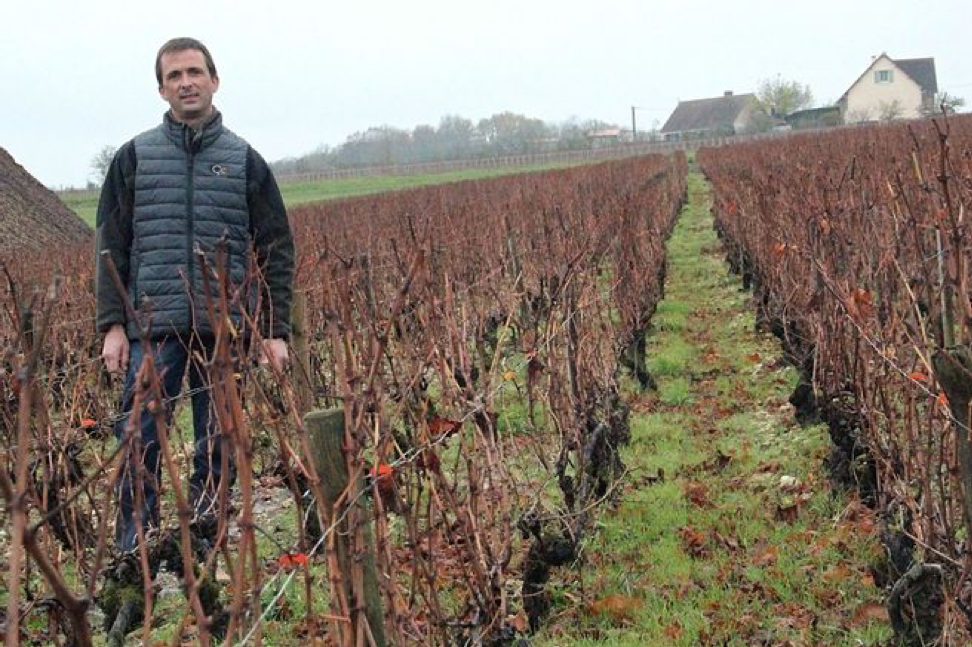 Скромный, императорский виноградник в Бернулле, на первый взгляд ничем не выделяется. Однако эти 16 гектаров виноградных лоз исключительные. © NZ0 YONNE