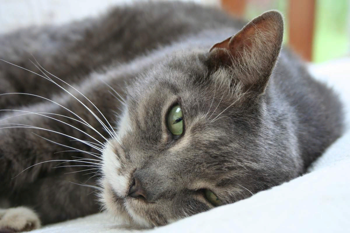 Трихобезоар у кошек: причины, симптомы, лечение, прогноз, осложнения | Блог ветклиники 