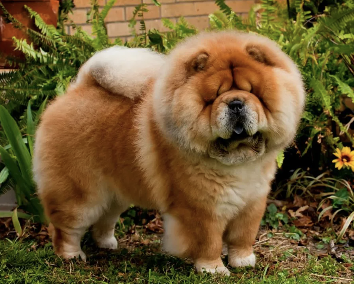 порода собак чау-чау. собачья порода чау чау. порода чао чао. чау-чау. чау-чау собака.