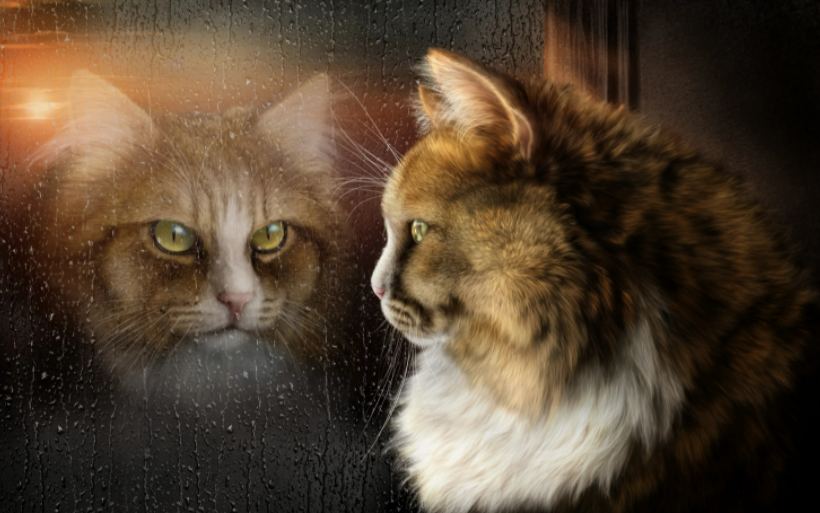 Матильда. Кошка целителя, фото с сайта https://w-dog.ru/