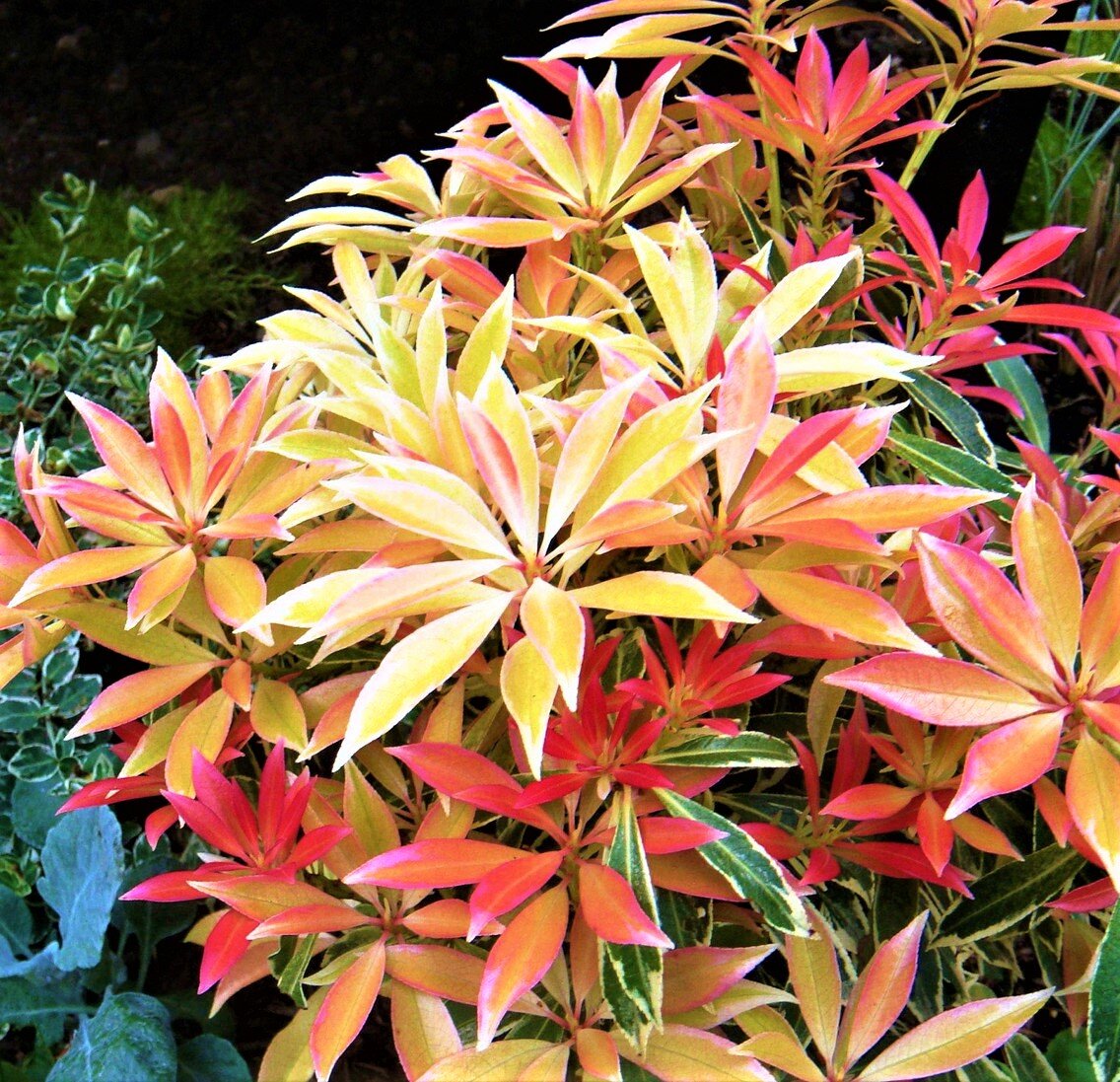 Pieris japonica Flaming Silver