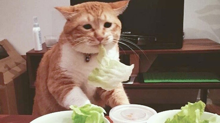 диетами кошечку хоть и надо воспитывать, но столь небольшие радости как мясо им жизненно необходимы!