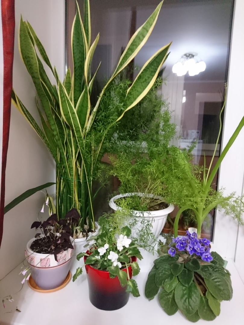 Композиция на подоконнике. Фото автора.