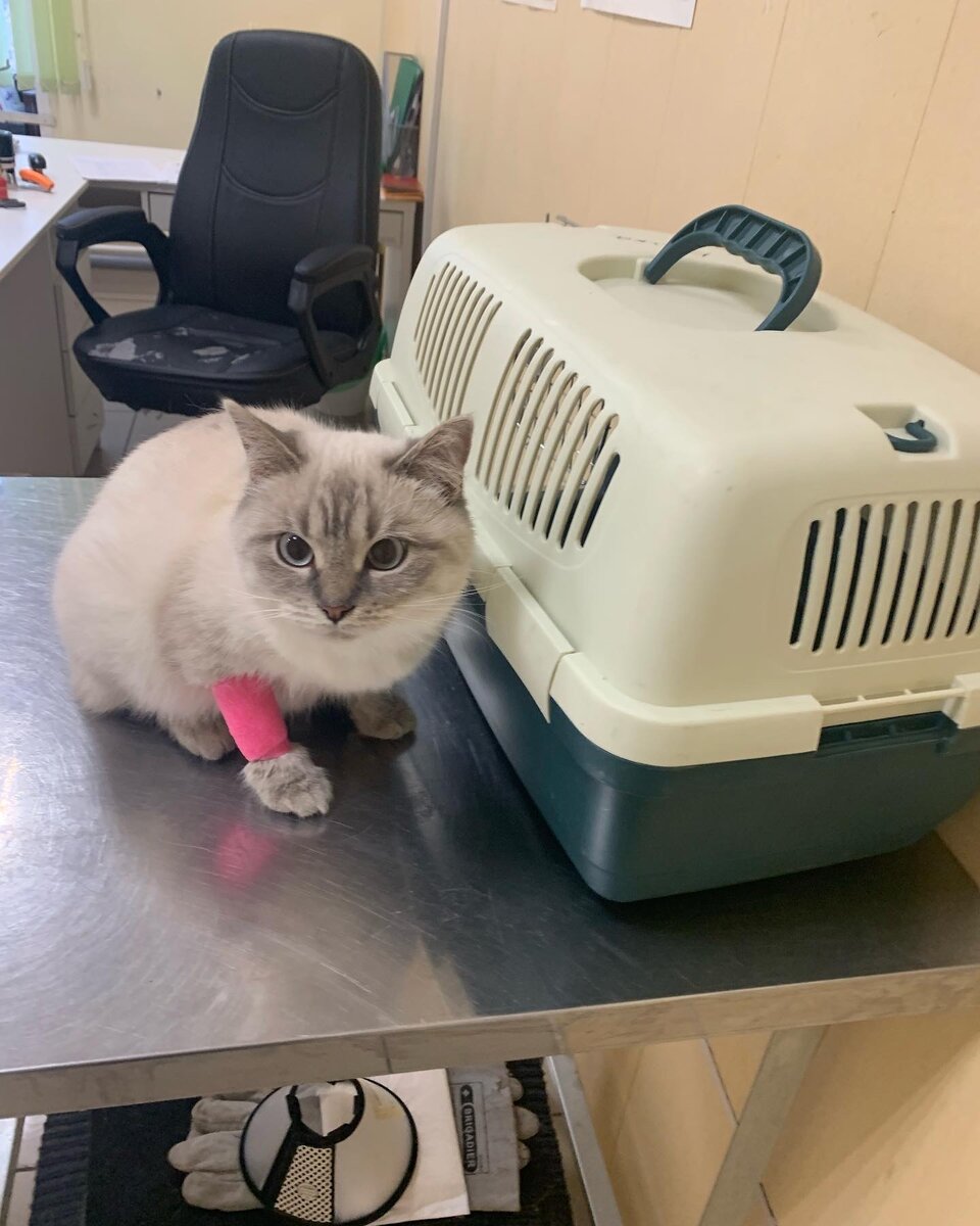 Кося на обследовании