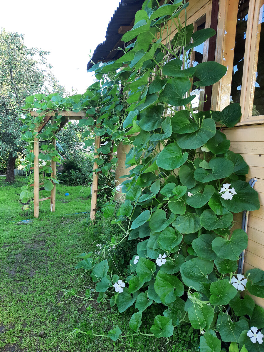 Тут 2 растения лагенарии.