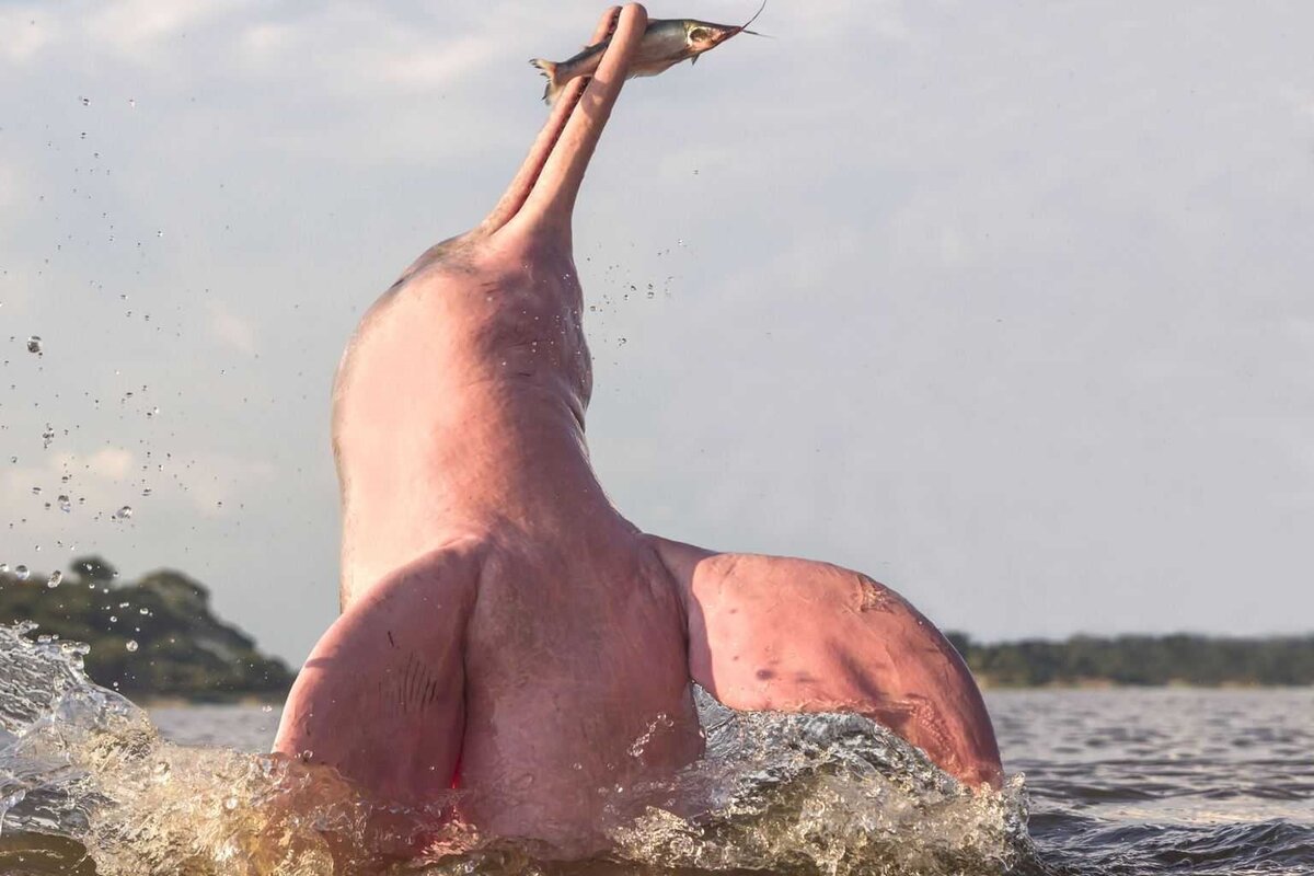 Розовый Дельфин в Бразилии