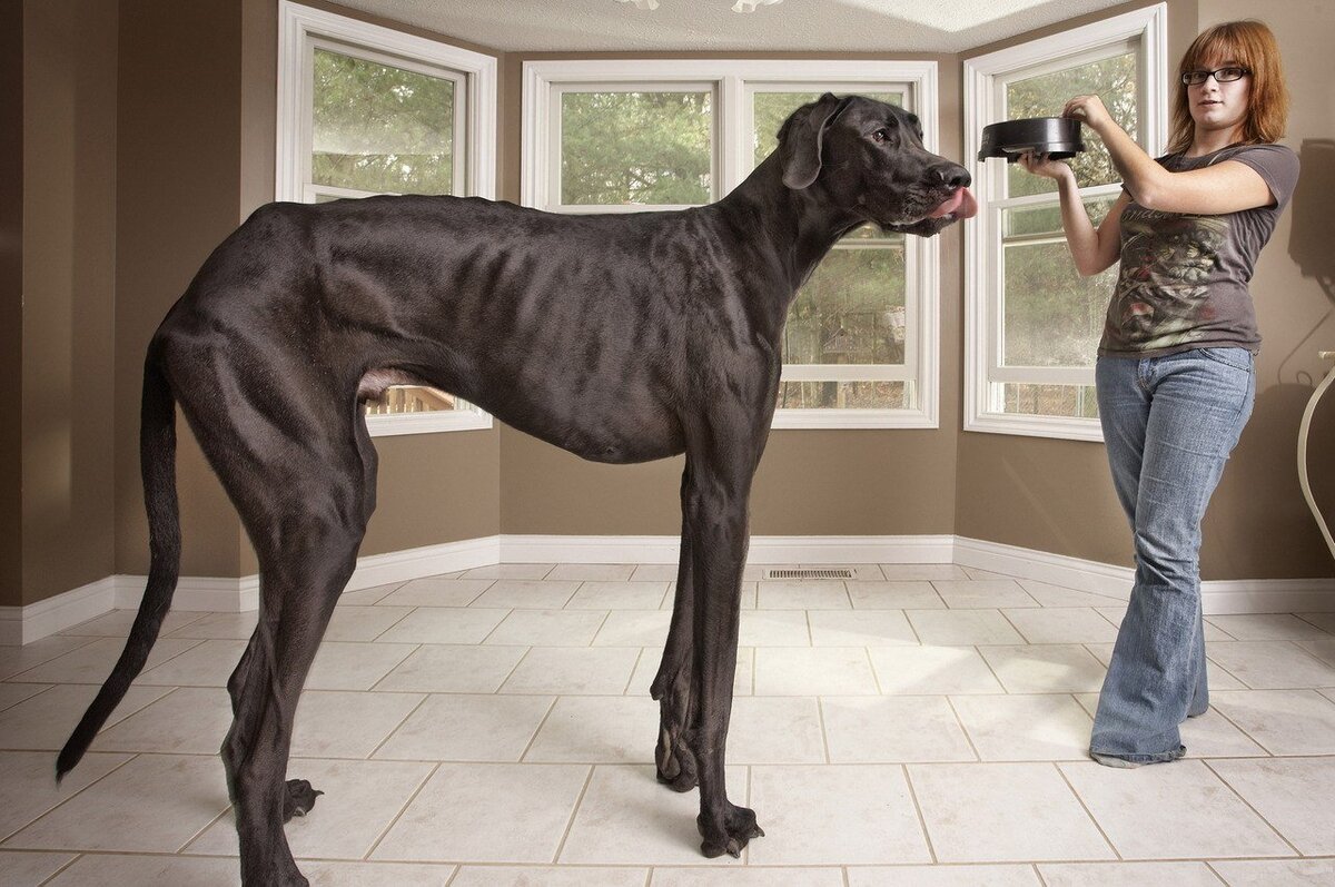 8 Наиболее больших собак мира | Профессор Гуглов | Дзен