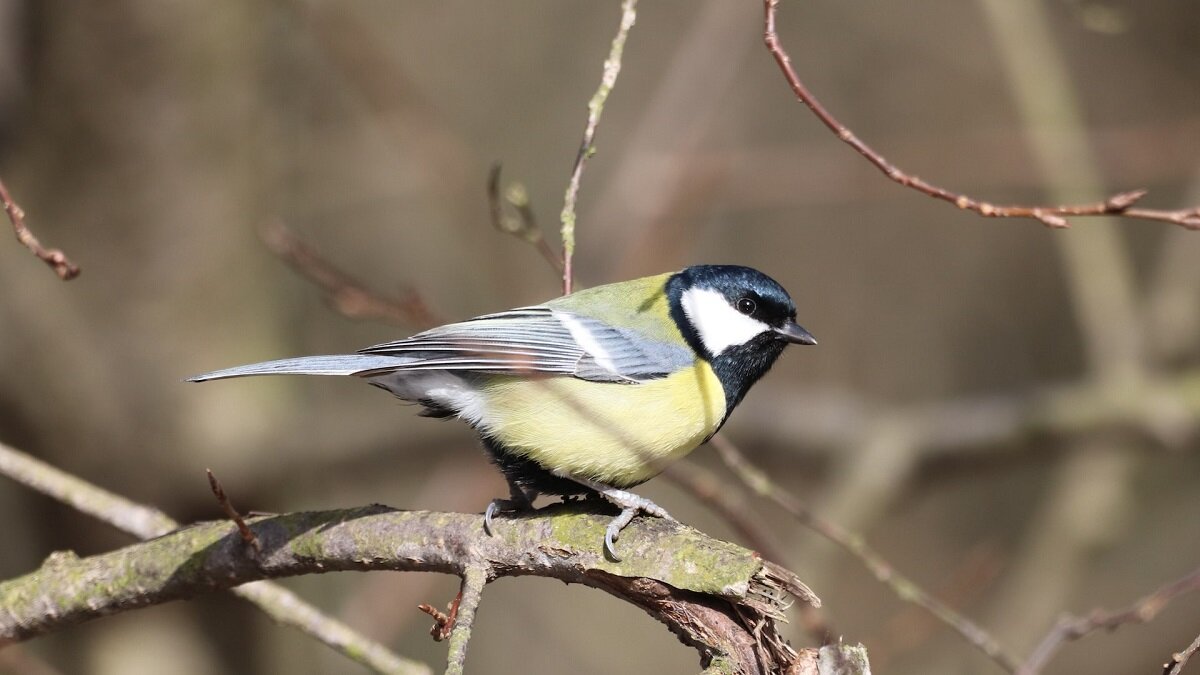 Синица. Синичкин день. unsplash.com