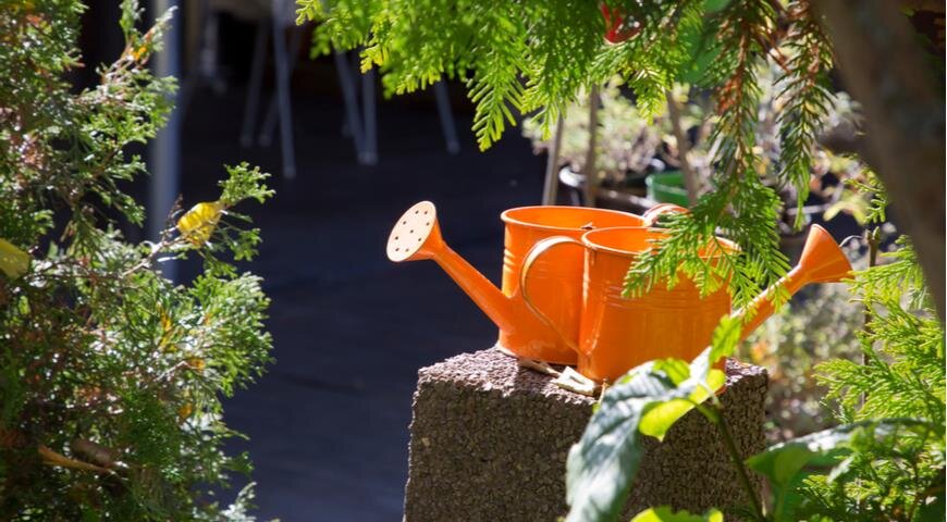 При подготовке хвойных растений к зиме обязательно проведите влагозарядковый полив, защитите новые посадки от прямых солнечных лучей, а растения с шарообразной и конической кроной защитите от разламывания снегом. 