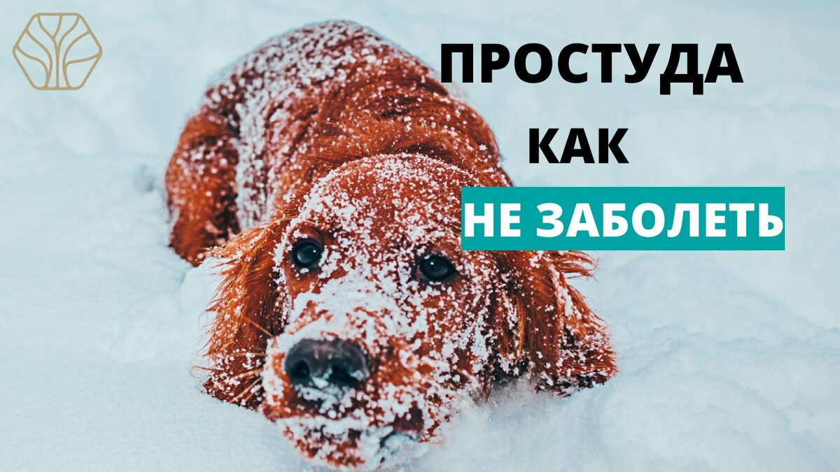 Надо научиться не реагировать на сквозняки, на холодную погоду, на промокшие ноги, на ледяные напитки и так далее.  Как делают это животные! 