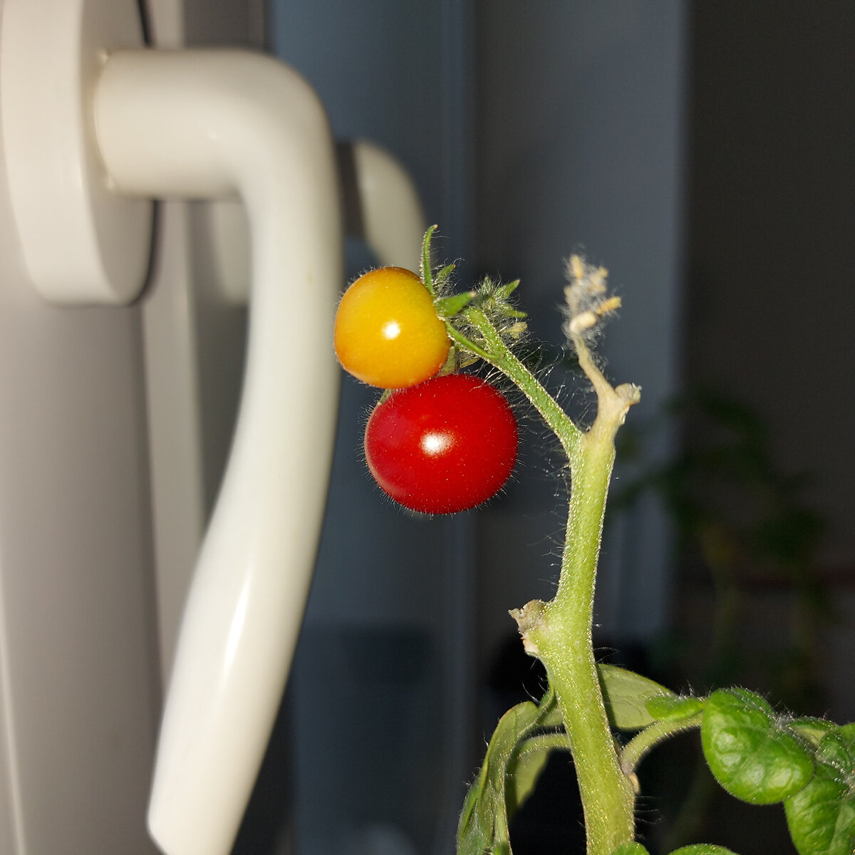 Вечные помидоры