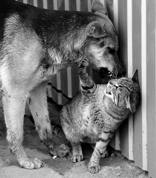 Здесь могла быть ваша реклама. Дьявол и ангел. Кот стихии огонь. Вместе злой. Кошки и собаки.