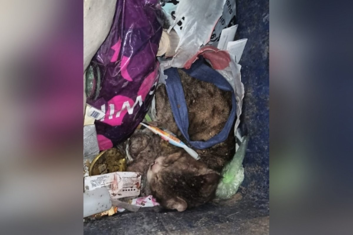   В Тверской области кота в пакете выкинули в мусоропровод