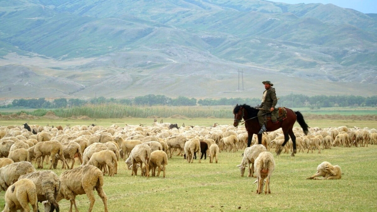 Чабаны горного Алтая