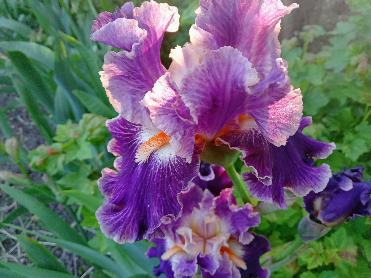 Наши ирисы. Фото автора.