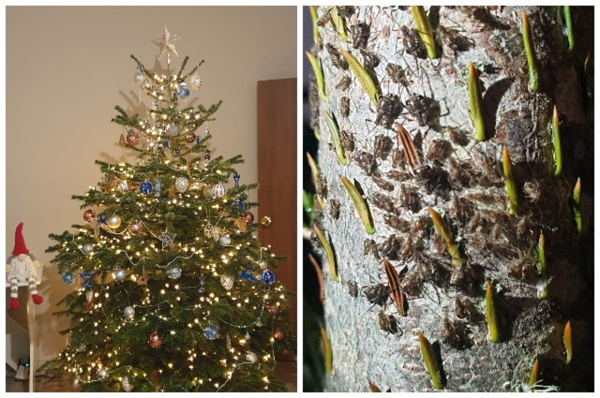    В Новосибирске мужчина купил на Новый год пихту с жуками