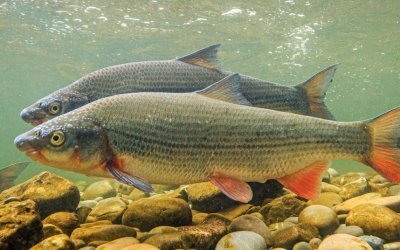 Обыкновенный подуст. Фото из открытых источников "Яндекс картинки" 