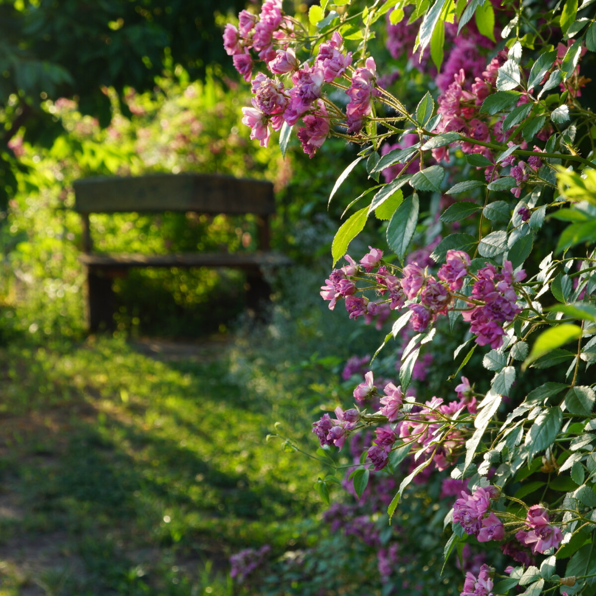 Утро в саду 