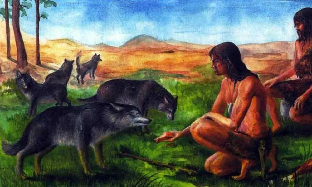 Адаптация дикой собаки: инициатива и контакт с человеком. Подробная инструкция по приручению дикой собаки