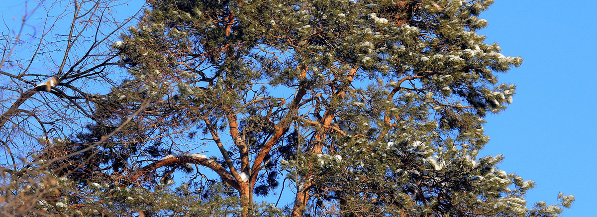 Фото: nsknews.info