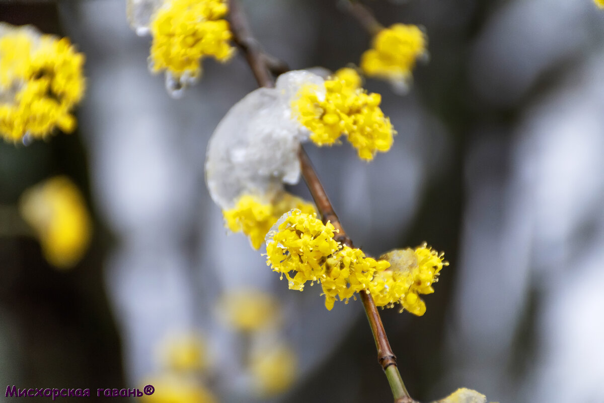 Цветущий кизил