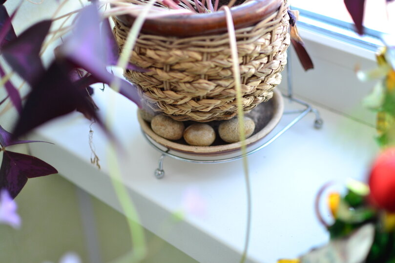     Лучшее место для лимона - это восточные и южные подоконники / Екатерина Селиванова