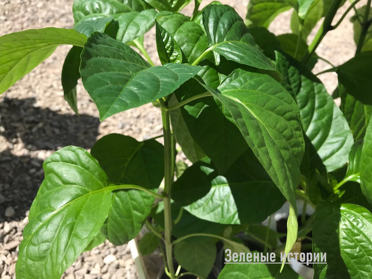 Моя рассада перца