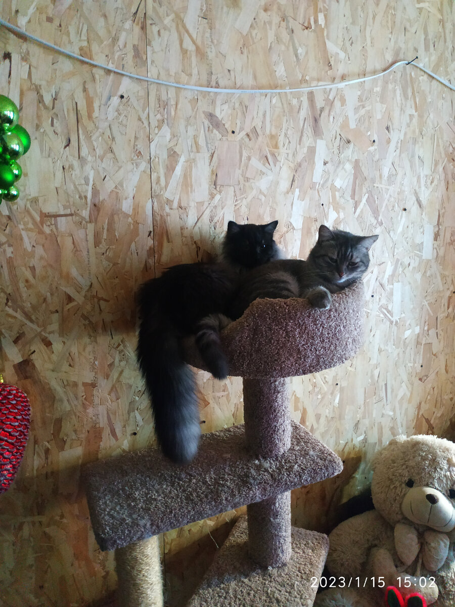 Макс и Барсик