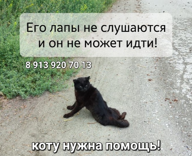 Отказали лапы! Кот полз сам не зная куда. Где искать помощи?