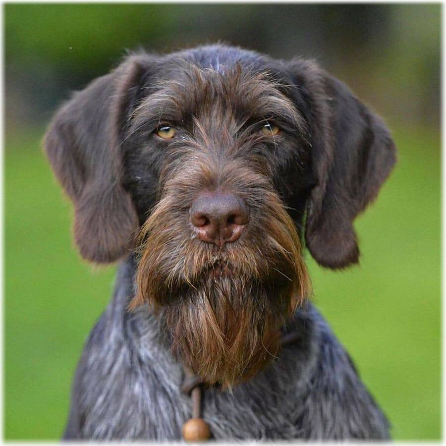 Гриффон Кортальса