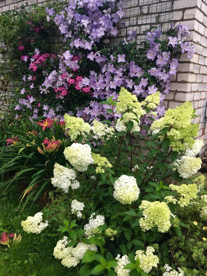 В самом начале цветения бело-зеленая