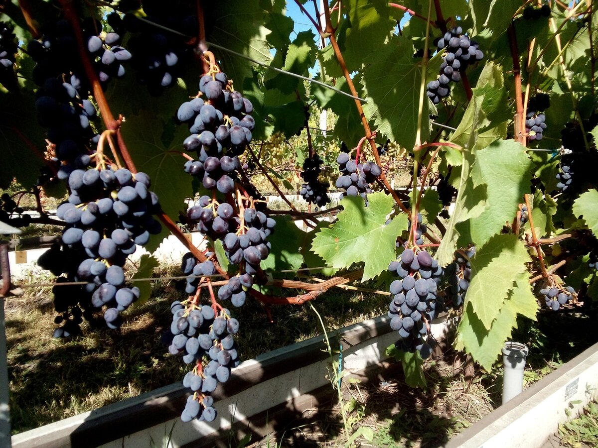 Грозди кишмиша Юпитер