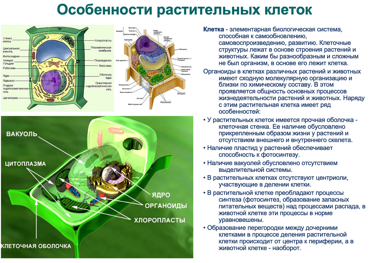 Почему побег считают системой органов?