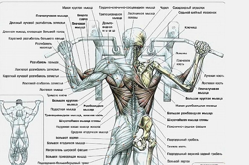 Силовые упражнения рекомендуется сочетать с упражнениями на