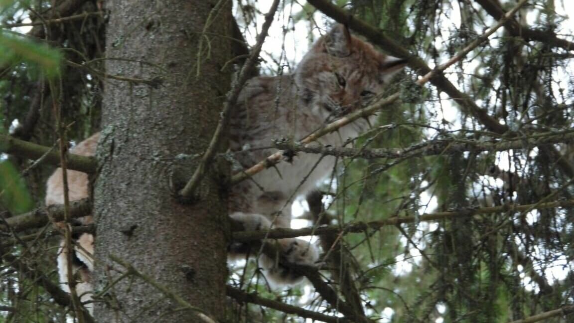     Хищница гуляла между жилых домов. Об этом рассказали в пресс-службе Минприроды Карелии.