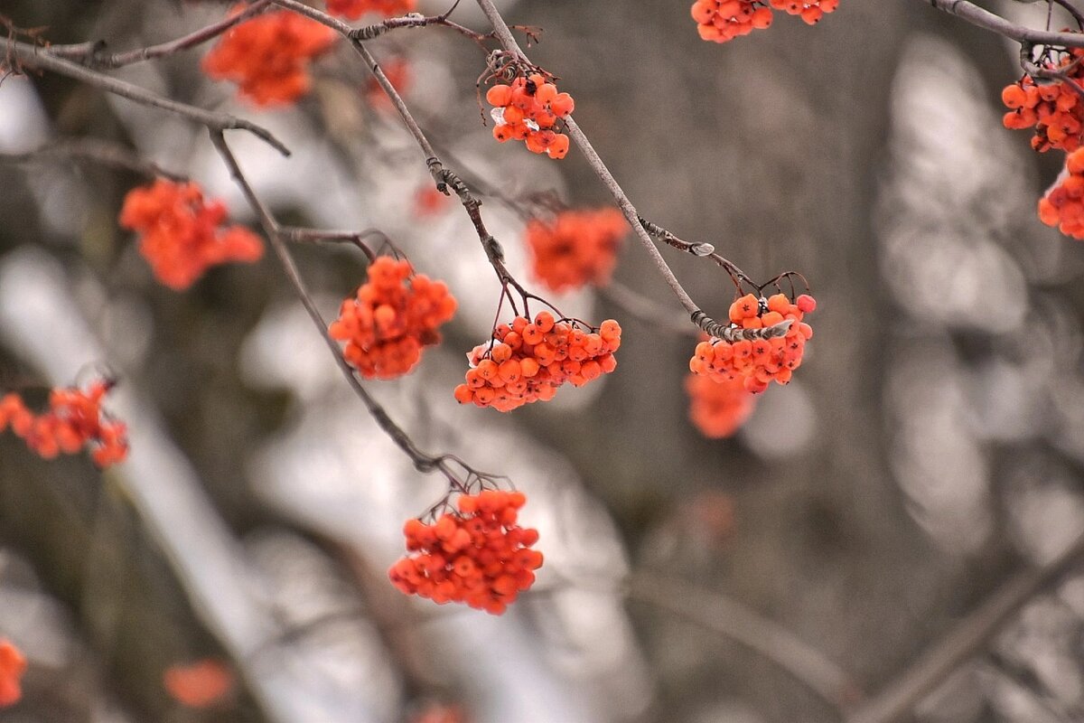 Рябина. Воронежская нагорная дубрава в феврале