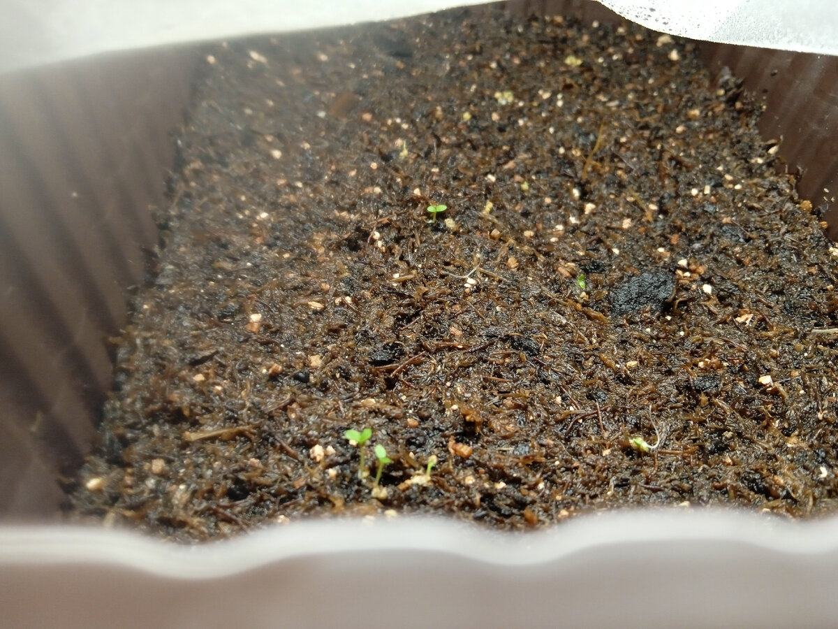 Петуньи Пепперминт махровые