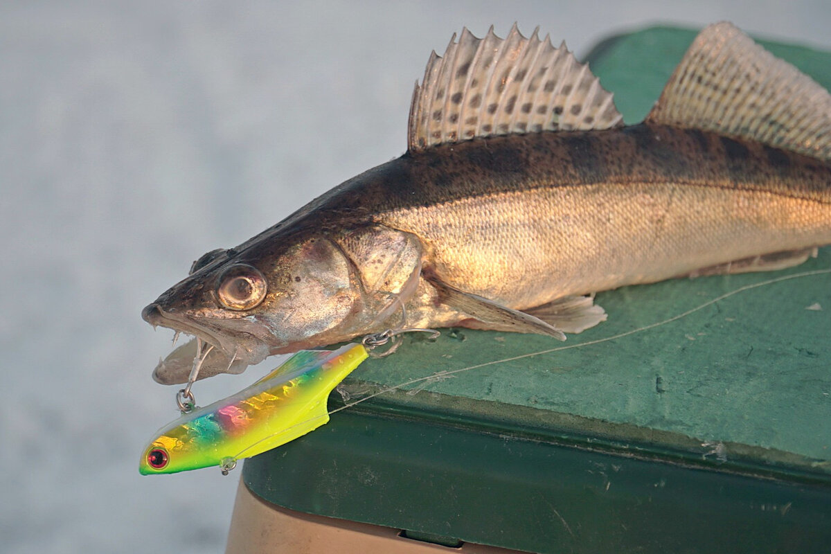 Как уговорить осторожного судака в глухую зимнюю пору? | VolGa Baits TV ...