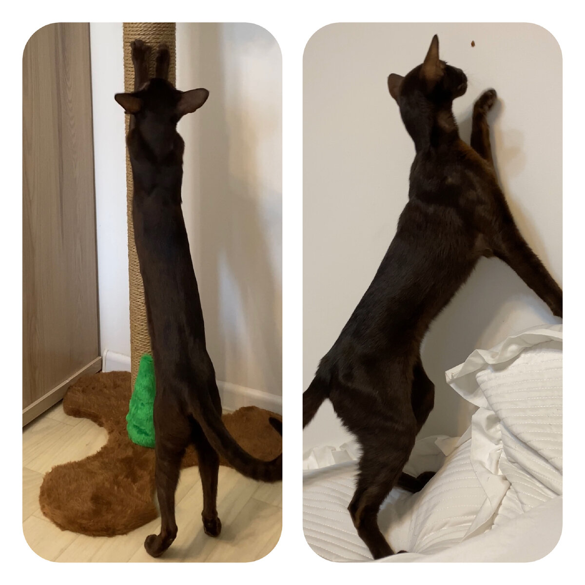 Худой кот