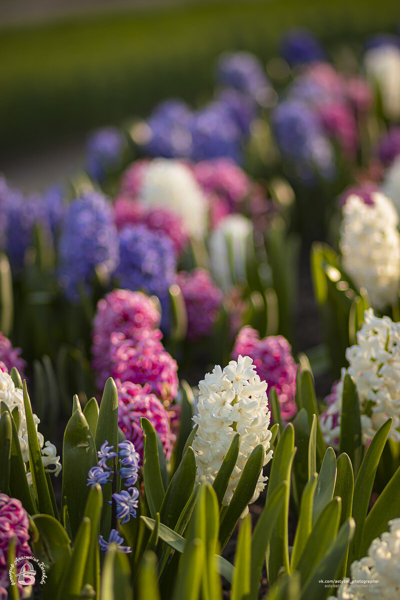 Нежные гиацинты 3
г. Гатчина, Гатчинский парк. 
Дата съёмки: 22.05.2022 года
Фотограф: Анастасия Белякова